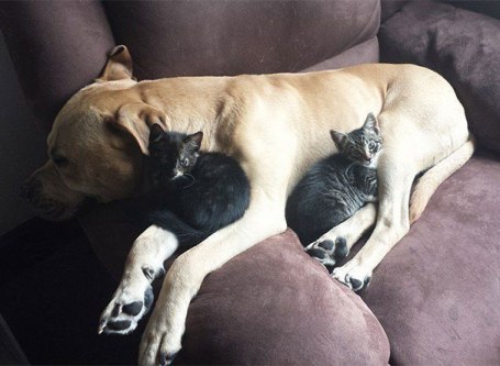 cute-cats-sleeping-on-dogs-13__605